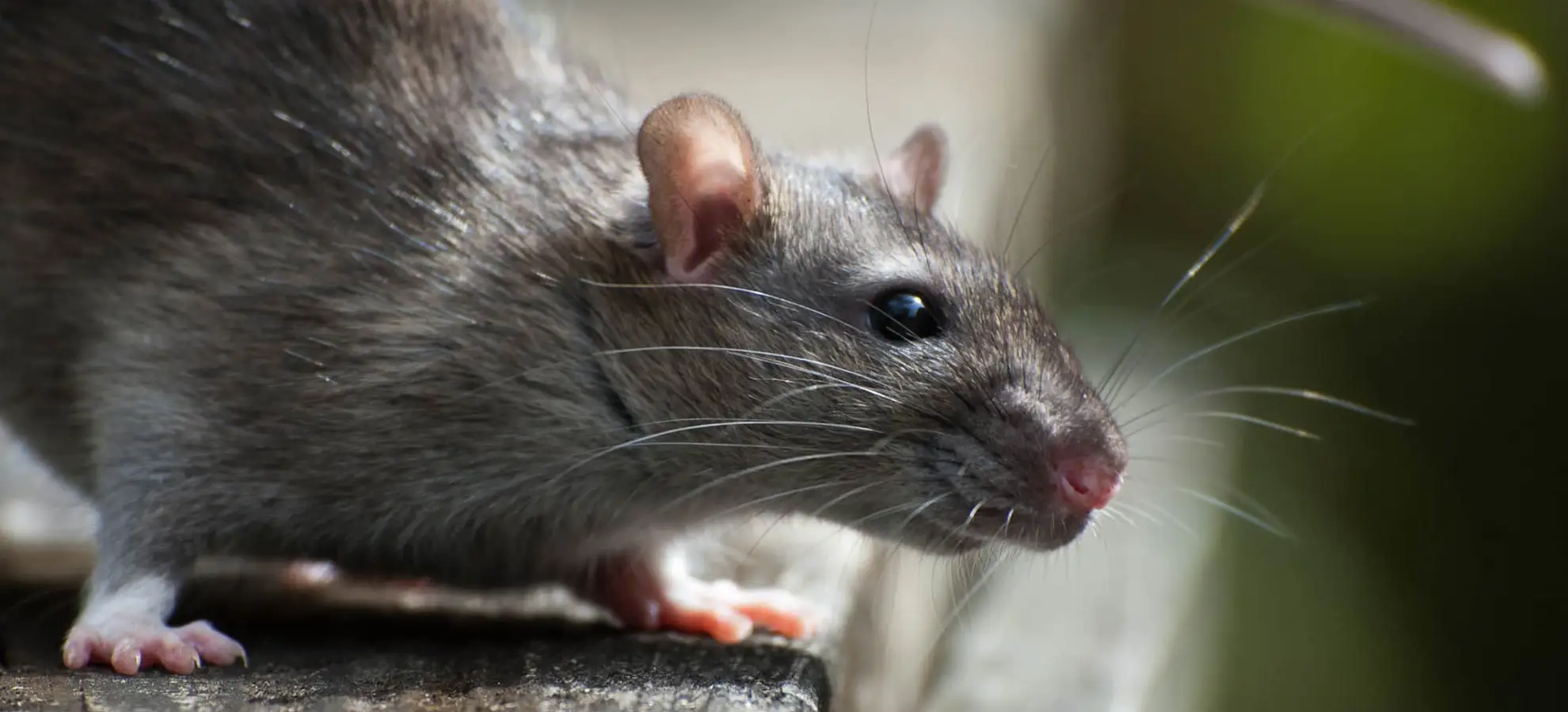 Delta Pest Control - Rat Mice Head